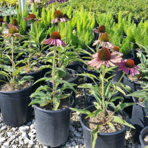 Echinacea purpurea ‘Green Twister’ – Coneflower