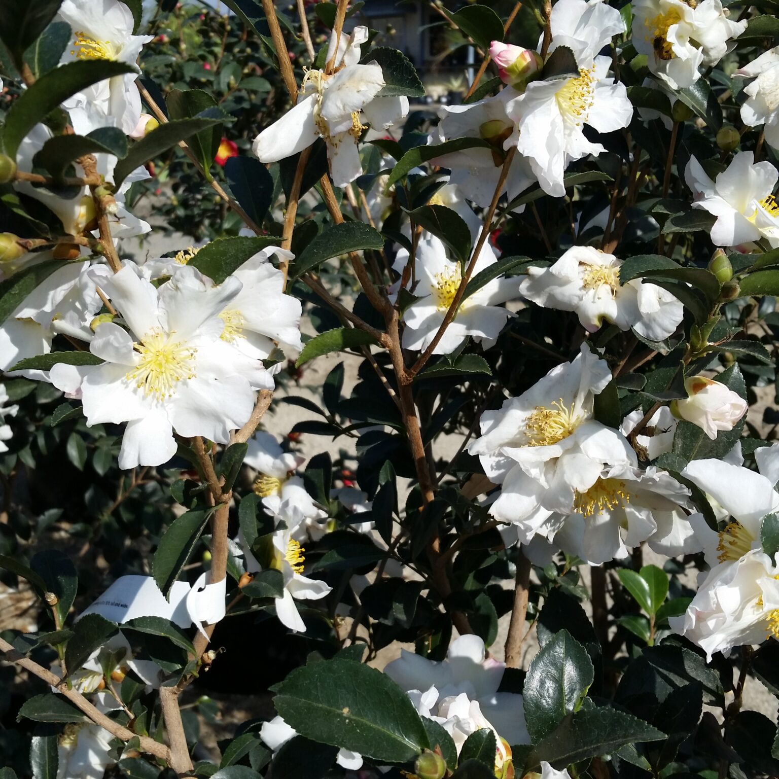 Camellia sasanqua 'Setsugekka' - Camellia - Mid Valley Trees