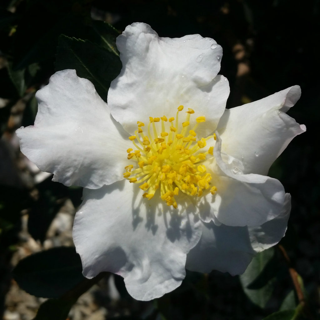 Camellia sasanqua 'Setsugekka' - Camellia - Mid Valley Trees