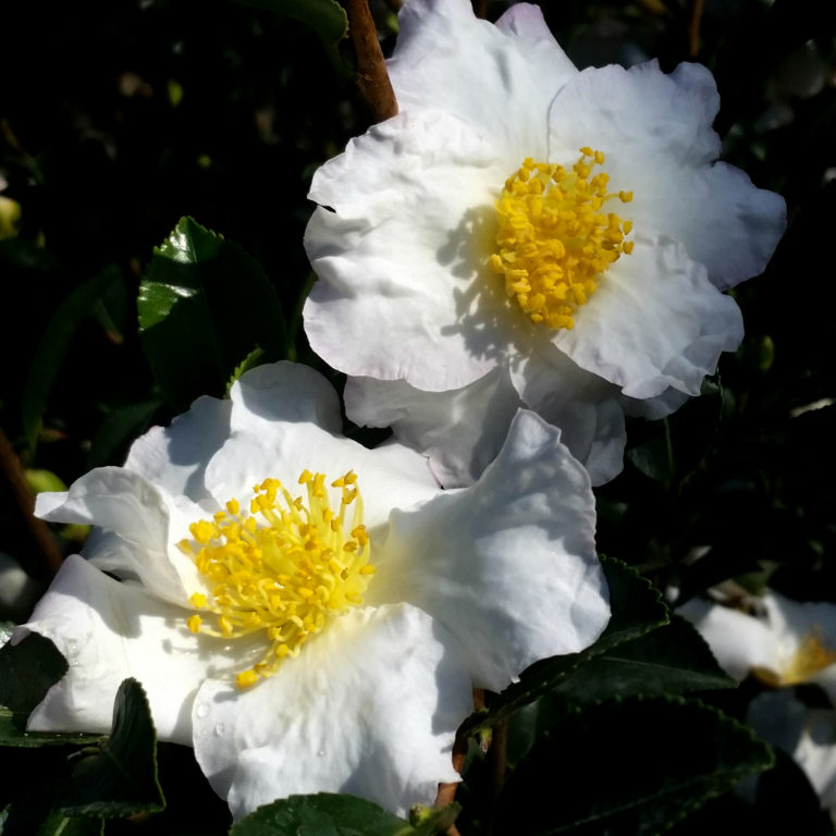 Camellia sasanqua 'Setsugekka' - Camellia - Mid Valley Trees