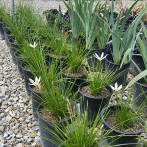 Zephyranthes candida – Fairy Lily