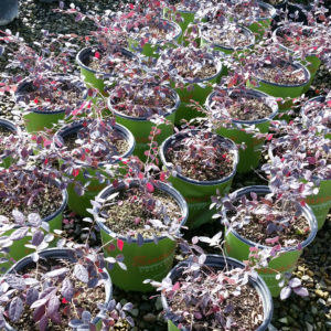 Loropetalum chinense ‘Purple Diamond®’ – Semi Dwarf Chinese Fringe Flower