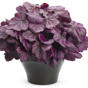 Heuchera Primo™ ‘Wild Rose’ – Coral Bells