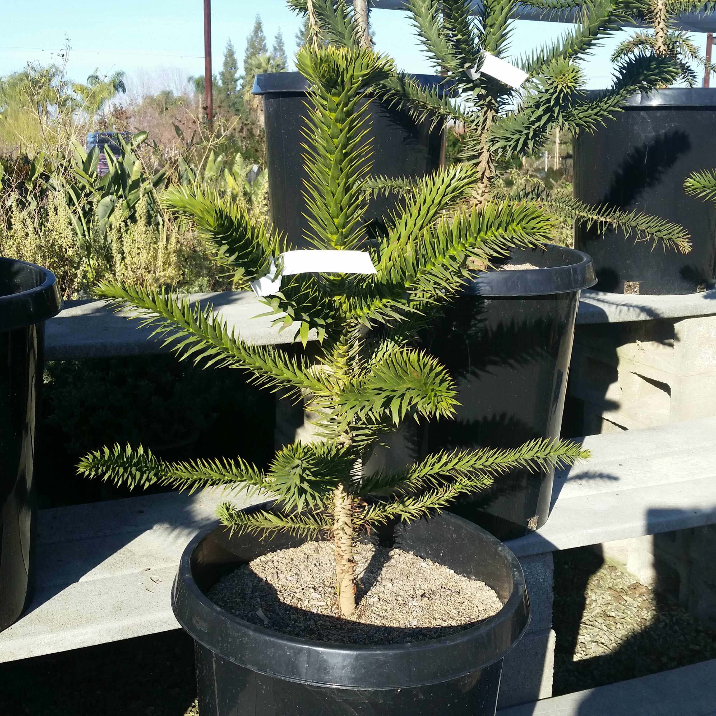 Diacritical Burgundy Motherland Araucaria araucana - Monkey Puzzle Tree SOLD OUT - Mid Valley Trees