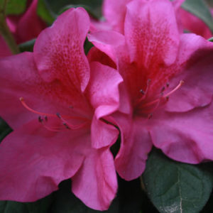 Azalea Bloom-A-Thon® ‘Lavender’