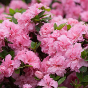 Azalea Bloom-A-Thon® ‘Pink Double’