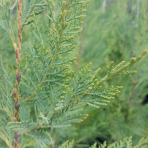 Cupressus x ‘Leylandii’ – Cypress