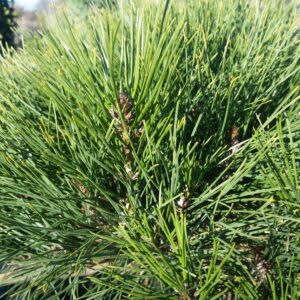 Pinus mugo var. pumilio – Dwarf Pine SOLD OUT