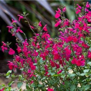 Salvia microphylla ‘Killer Cranberry’ – Sage