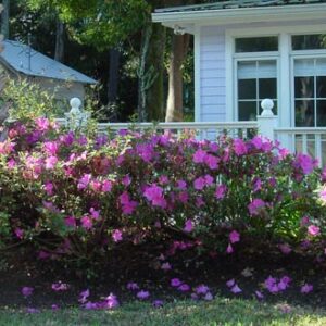 Azalea Encore® ‘Autumn Royalty™’