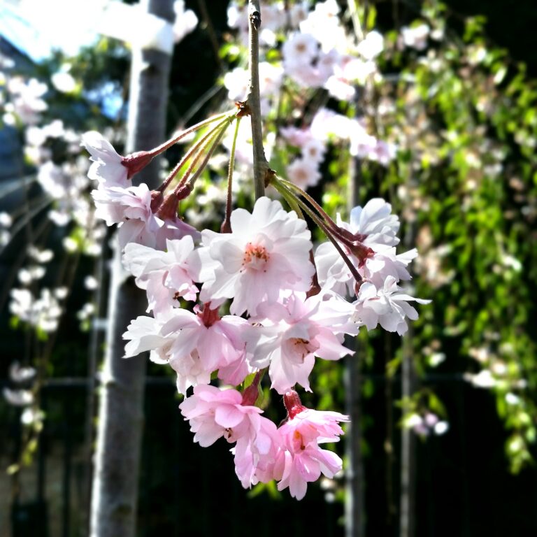 Prunus Subhirtella Pendula Weeping Cherry Mid Valley Trees