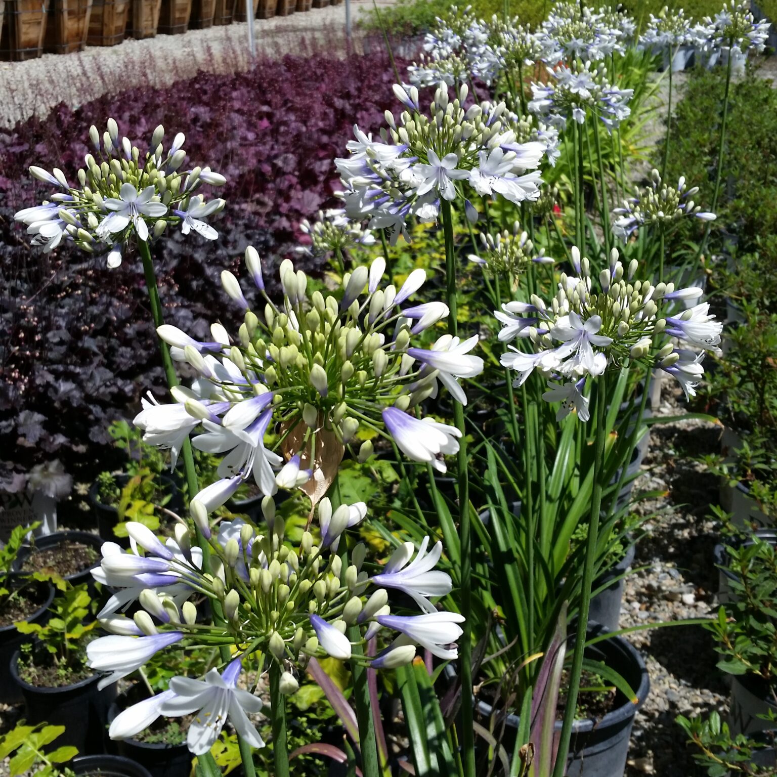 Agapanthus 'Twister' - Lily of the Nile - Mid Valley Trees