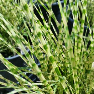 Miscanthus sinensis ‘Strictus’ – Porcupine Grass