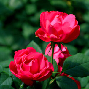 Rosa x ‘Oso Easy® Double Red’ – Rose