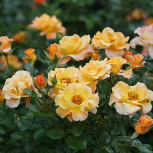 Rosa x ‘Suñorita®’ – Landscape Rose