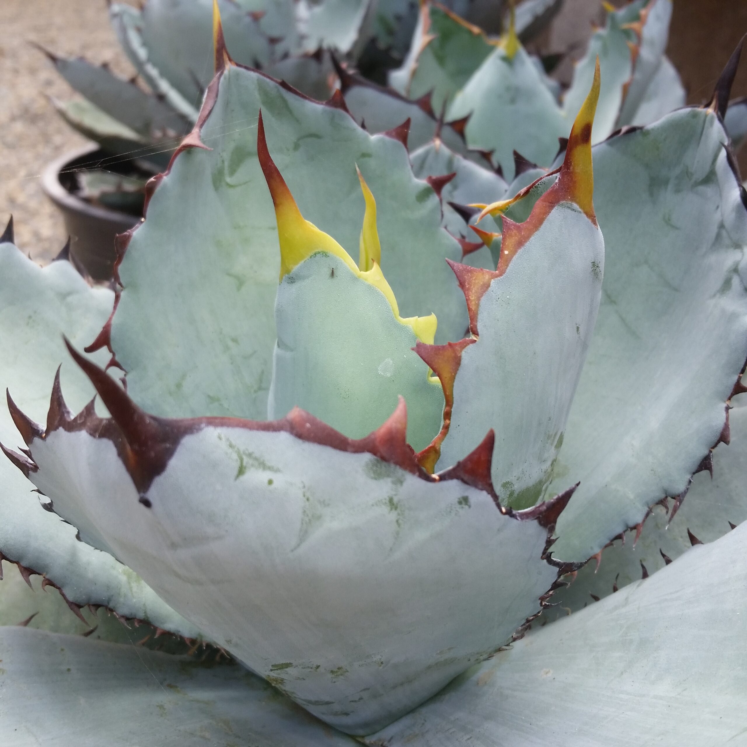 Agave titanota 'Black and Blue' - Mid Valley Trees