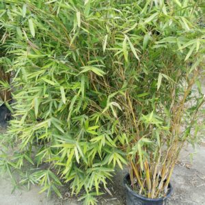 Bambusa multiplex – Alphonse Karr Bamboo SOLD OUT