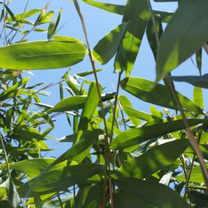 Bambusa textilis – Weaver’s Bamboo