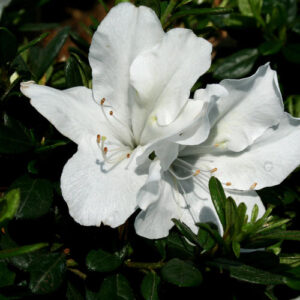 Azalea Bloom-A-Thon® ‘White’