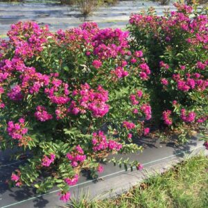 Lagerstroemia indica Infinitini® ‘Purple’ – Dwarf Crape Myrtle