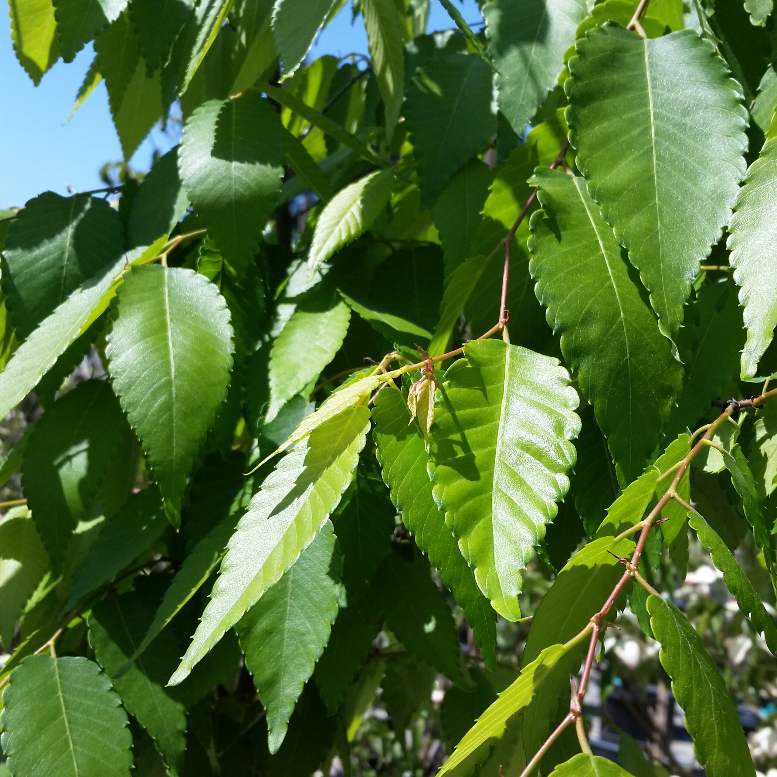 Zelkova serrata 'Village Green' Japanese Zelkova Mid Valley Trees