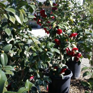 Camellia japonica ‘Bob Hope’