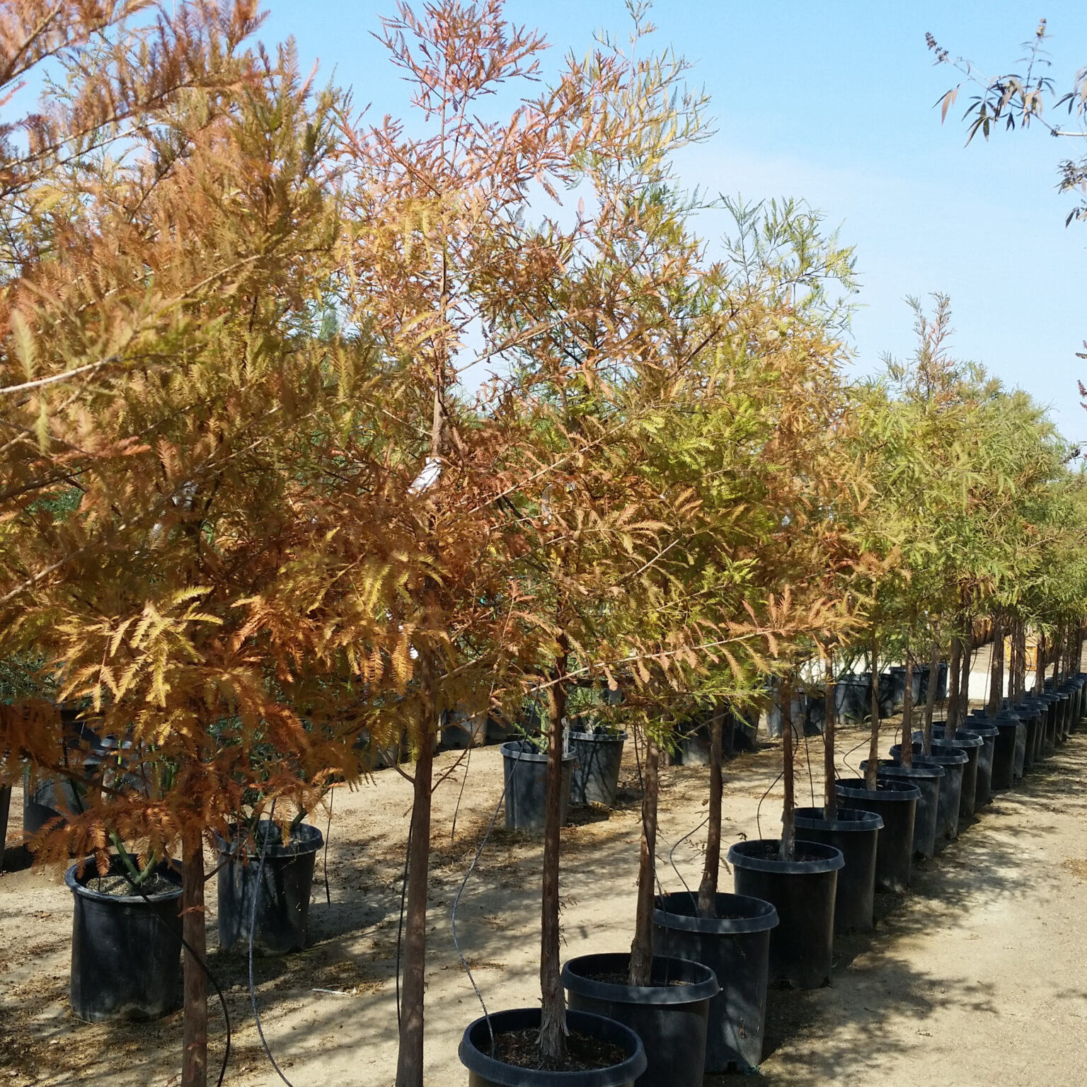 Taxodium Distichum Bald Cypress Mid Valley Trees