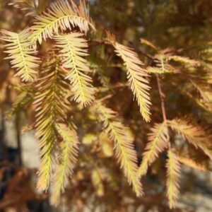 Taxodium distichum – Bald Cypress