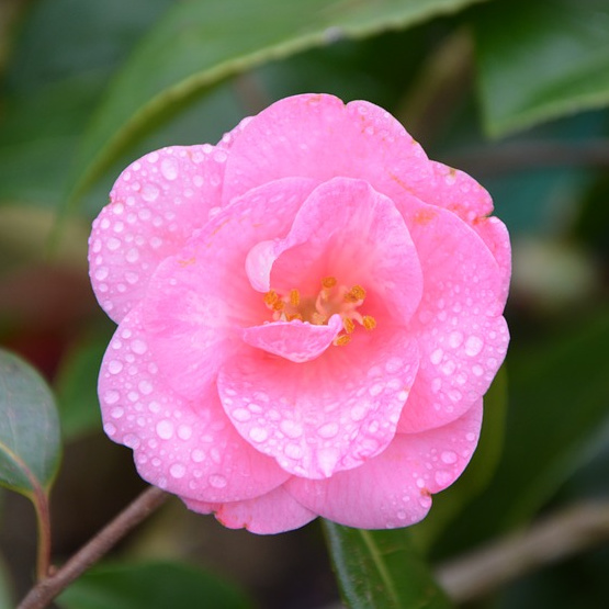 Camellia japonica 'Taylor's Perfection' - Mid Valley Trees