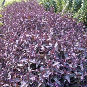 Tradescantia pallida ‘Purple Heart’ – Purple Spiderwort