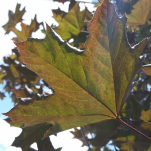 Acer platanoides ‘Crimson King’ – Norway Maple