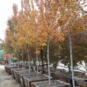 Acer rubrum ‘Sun Valley’ – Red Maple