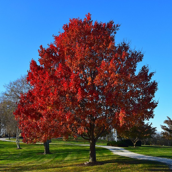 Acer Rubrum Sun Valley Red Maple Mid Valley Trees 