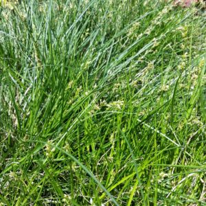 Carex divulsa – European Grey Sedge