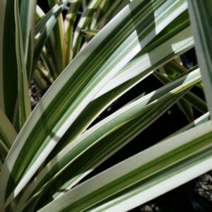 Dianella tasmanica ‘Variegata’ – Flax Lily