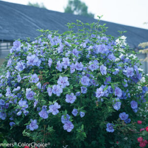 Hibiscus syriacus ‘Blue Chiffon®’ – Rose of Sharon