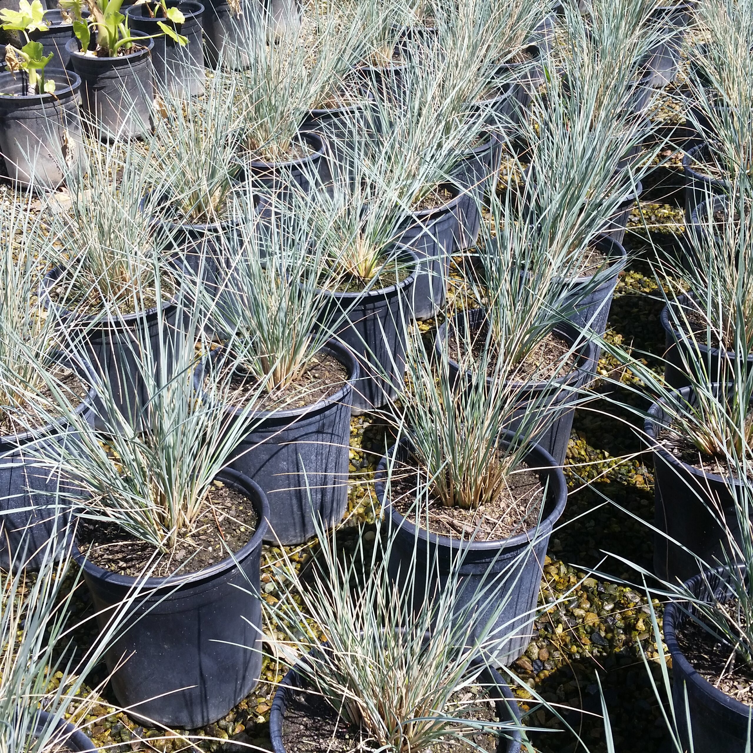 Juncus patens Elk Blue - California Gray Rush - Mid Valley Trees