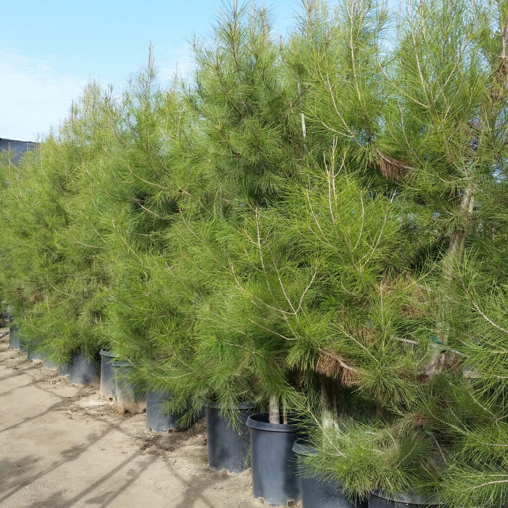 Pinus canariensis - Pine - Mid Valley Trees
