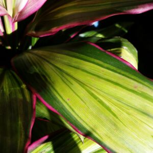 Cordyline fruticosa ‘Kiwi’