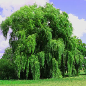 Salix babylonica – Weeping Willow