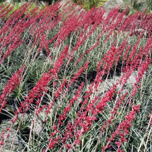Hesperaloe parviflora subsp. bechtoldii – Dwarf Red Yucca