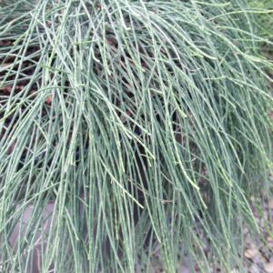 Casuarina glauca ‘Cousin It’ – Prostrate Swamp Oak