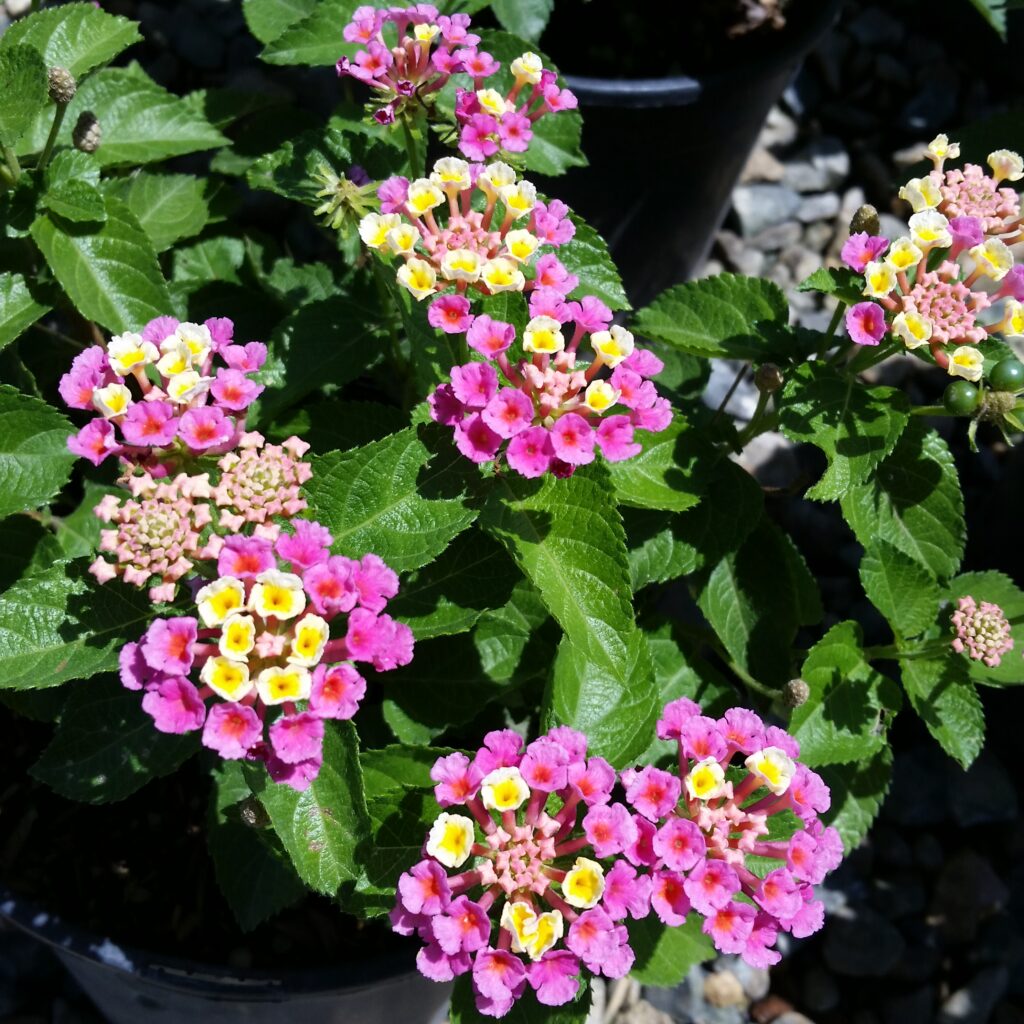 Lantana Confetti Mid Valley Trees