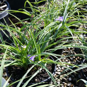 Tradescantia x andersoniana ‘Zwanenburg Blue’ – Spiderwort
