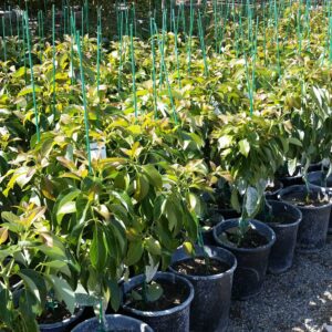 Persea americana ‘Hass’ – Avocado