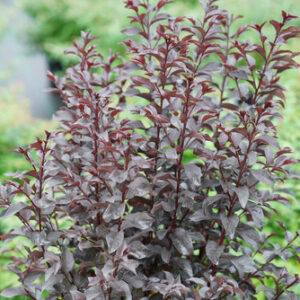 Lagerstroemia indica Center Stage® Red – Dwarf Crape Myrtle