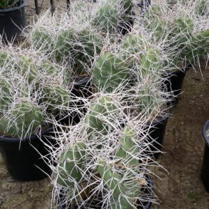 Opuntia sulphurea – Prickly Pear Cactus