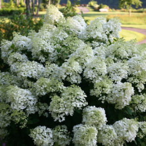 Hydrangea paniculata ‘Bobo®’ – Panicle Hydrangea