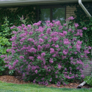 Syringa x Bloomerang® Dark Purple – Reblooming Lilac