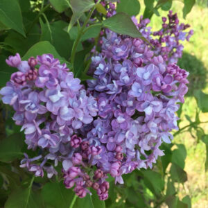 Syringa x Scentara® Double Blue – Lilac